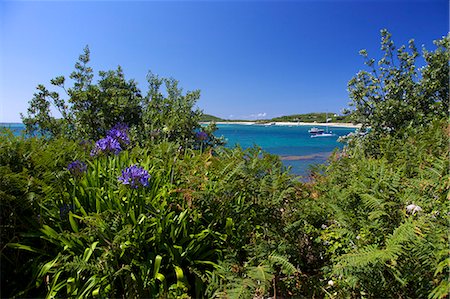 Common aggapanthus (Lily of the Nile) (Agapanthus praecox), growing wild on Frenchman's Point, island of Tresco, Isles of Scilly, England, United Kingdom. Europe Stock Photo - Premium Royalty-Free, Code: 6119-08269987