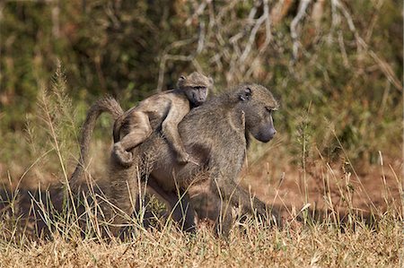 Chacma baboon (Papio ursinus) infant riding on its mother's back, Kruger National Park, South Africa, Africa Fotografie stock - Premium Royalty-Free, Codice: 6119-08278657