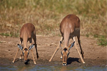 Impala (Aepyceros melampus) doe and calf drinking, Kruger National Park, South Africa, Africa Photographie de stock - Premium Libres de Droits, Code: 6119-08278661
