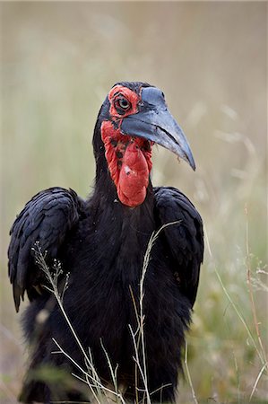 simsearch:6119-08741243,k - Southern ground-hornbill (ground hornbill) (Bucorvus leadbeateri), Kruger National Park, South Africa, Africa Foto de stock - Sin royalties Premium, Código: 6119-08278664