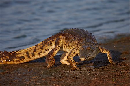Nile crocodile (Crocodylus niloticus) exiting the water, Kruger National Park, South Africa, Africa Stock Photo - Premium Royalty-Free, Code: 6119-08278669