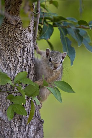 simsearch:6119-08278664,k - Tree squirrel (Smith's bush squirrel) (yellow-footed squirrel) (Paraxerus cepapi), Kruger National Park, South Africa, Africa Foto de stock - Sin royalties Premium, Código: 6119-08278671