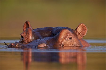 simsearch:6119-08278677,k - Hippopotamus (Hippopotamus amphibius), Kruger National Park, South Africa, Africa Photographie de stock - Premium Libres de Droits, Code: 6119-08278679