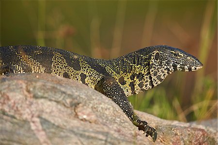 simsearch:6119-08278650,k - Water monitor (Varanus niloticus), Kruger National Park, South Africa, Africa Stock Photo - Premium Royalty-Free, Code: 6119-08278683