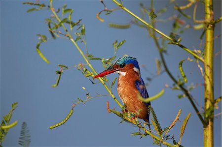 simsearch:6119-08351313,k - Malachite kingfisher (Alcedo cristata), Kruger National Park, South Africa, Africa Stock Photo - Premium Royalty-Free, Code: 6119-08278685