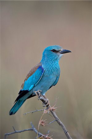 parc national kruger - European roller (Coracias garrulus), Kruger National Park, South Africa, Africa Photographie de stock - Premium Libres de Droits, Code: 6119-08278692