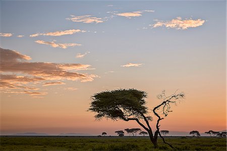 simsearch:622-06370278,k - Acacia tree and clouds at dawn, Ngorongoro Conservation Area, UNESCO World Heritage Site, Serengeti, Tanzania, East Africa, Africa Stockbilder - Premium RF Lizenzfrei, Bildnummer: 6119-08211442