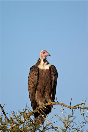 simsearch:6119-08211445,k - Hooded vulture (Necrosyrtes monachus), Ngorongoro Conservation Area, UNESCO World Heritage Site, Serengeti, Tanzania, East Africa, Africa Stock Photo - Premium Royalty-Free, Code: 6119-08211444