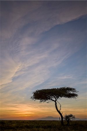 simsearch:851-02963293,k - Acacia tree and clouds at sunrise, Ngorongoro Conservation Area, UNESCO World Heritage Site, Serengeti, Tanzania, East Africa, Africa Foto de stock - Sin royalties Premium, Código: 6119-08211448