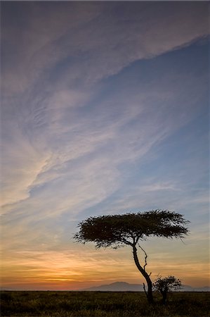 simsearch:6119-07944037,k - Acacia tree and clouds at sunrise, Ngorongoro Conservation Area, UNESCO World Heritage Site, Serengeti, Tanzania, East Africa, Africa Stock Photo - Premium Royalty-Free, Code: 6119-08211448