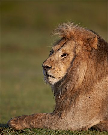 simsearch:841-09055515,k - Lion (Panthera leo), Ngorongoro Conservation Area, UNESCO World Heritage Site, Serengeti, Tanzania, East Africa, Africa Foto de stock - Sin royalties Premium, Código: 6119-08211450