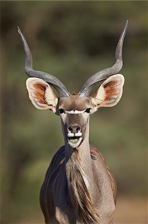 simsearch:6119-08211451,k - Greater kudu (Tragelaphus strepsiceros) buck with his mouth open, Kgalagadi Transfrontier Park encompassing the former Kalahari Gemsbok National Park, South Africa, Africa Photographie de stock - Premium Libres de Droits, Code: 6119-08211451