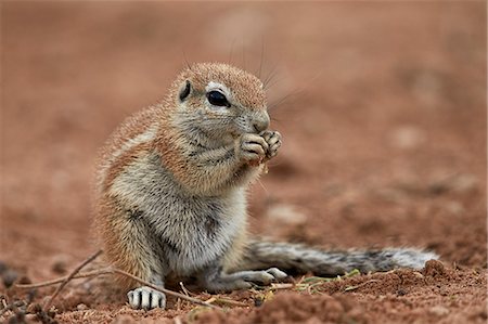 simsearch:841-03674408,k - Young Cape ground squirrel (Xerus inauris) eating, Kgalagadi Transfrontier Park encompassing the former Kalahari Gemsbok National Park, South Africa, Africa Photographie de stock - Premium Libres de Droits, Code: 6119-08211457