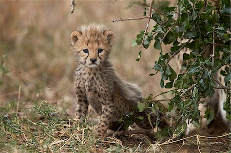 fleck - Cheetah (Acinonyx jubatus) cub about a month old, Serengeti National Park, Tanzania, East Africa, Africa Foto de stock - Sin royalties Premium, Código: 6119-08211400