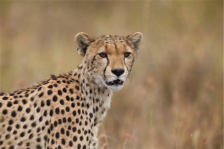 Cheetah (Acinonyx jubatus), Serengeti National Park, Tanzania, East Africa, Africa Photographie de stock - Premium Libres de Droits, Code: 6119-08211401