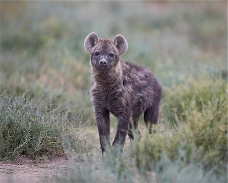 Spotted hyena (spotted hyaena) (Crocuta crocuta) juvenile, Serengeti National Park, Tanzania, East Africa, Africa Photographie de stock - Premium Libres de Droits, Code: 6119-08211405