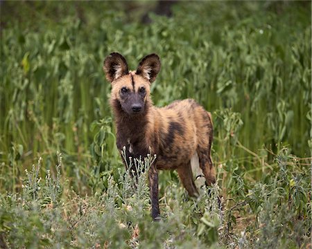 dog with ears - African wild dog (African hunting dog) (Cape hunting dog) (Lycaon pictus), Ngorongoro Conservation Area, Serengeti, Tanzania, East Africa, Africa Stock Photo - Premium Royalty-Free, Code: 6119-08211408