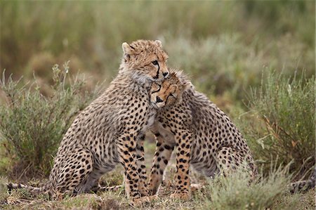 simsearch:6119-08211443,k - Cheetah (Acinonyx jubatus) cubs, Serengeti National Park, Tanzania, East Africa, Africa Foto de stock - Sin royalties Premium, Código: 6119-08211417