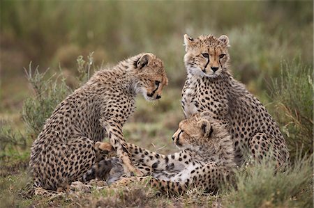 Cheetah (Acinonyx jubatus) cubs, Serengeti National Park, Tanzania, East Africa, Africa Stock Photo - Premium Royalty-Free, Code: 6119-08211416