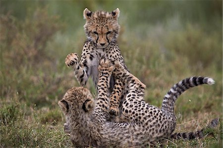 Cheetah (Acinonyx jubatus) cubs playing, Serengeti National Park, Tanzania, East Africa, Africa Stock Photo - Premium Royalty-Free, Code: 6119-08211424