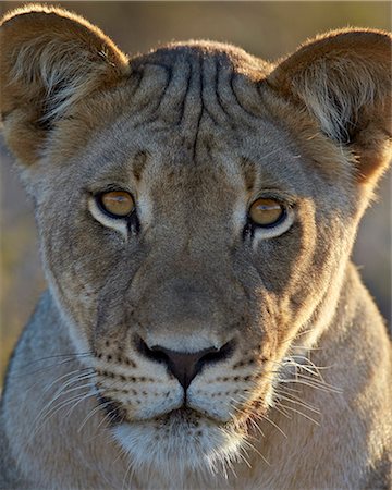 simsearch:841-07782264,k - Lioness (Panthera leo), Kgalagadi Transfrontier Park, encompassing the former Kalahari Gemsbok National Park, South Africa, Africa Foto de stock - Sin royalties Premium, Código: 6119-08211426