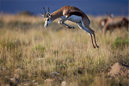 springbok - Springbok (Antidorcas marsupialis) buck springing or jumping, Mountain Zebra National Park, South Africa, Africa Photographie de stock - Premium Libres de Droits, Code: 6119-08211429