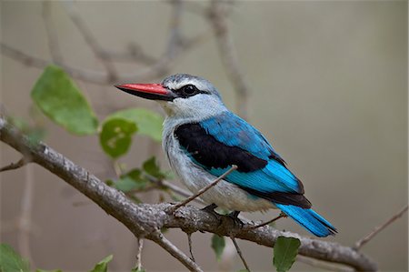 simsearch:400-08222266,k - Woodland kingfisher (Halcyon senegalensis), Kruger National Park, South Africa, Africa Photographie de stock - Premium Libres de Droits, Code: 6119-08211433