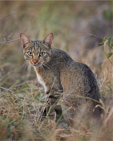 simsearch:6119-08351281,k - African wild cat (Felis silvestris lybica), Kruger National Park, South Africa, Africa Stock Photo - Premium Royalty-Free, Code: 6119-08211438