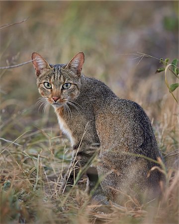 simsearch:841-06446192,k - African wild cat (Felis silvestris lybica), Kruger National Park, South Africa, Africa Stockbilder - Premium RF Lizenzfrei, Bildnummer: 6119-08211438