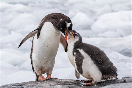 simsearch:841-07204303,k - Adult gentoo penguin (Pygoscelis papua) feeding chick at Jougla Point, Wiencke Island, Antarctica, Polar Regions Photographie de stock - Premium Libres de Droits, Code: 6119-08351144