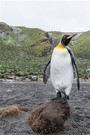 south georgia island - King penguin (Aptenodytes patagonicus), breeding colony at Gold Harbour, South Georgia, Polar Regions Stock Photo - Premium Royalty-Free, Code: 6119-08351158