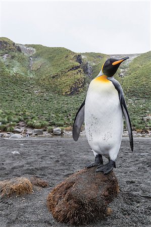 pinguino reale - King penguin (Aptenodytes patagonicus), breeding colony at Gold Harbour, South Georgia, Polar Regions Fotografie stock - Premium Royalty-Free, Codice: 6119-08351158