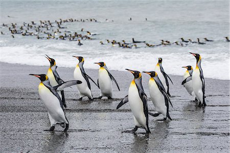 simsearch:6119-08351159,k - Adult king penguins (Aptenodytes patagonicus) returning from sea at St. Andrews Bay, South Georgia, Polar Regions Photographie de stock - Premium Libres de Droits, Code: 6119-08351159