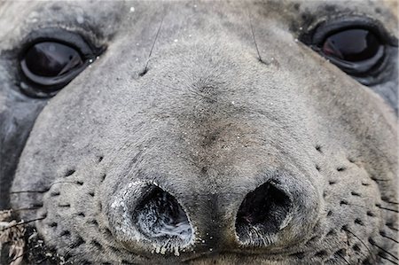 simsearch:6119-08081073,k - Southern elephant seal bull (Mirounga leonina), molting in Gold Harbor, South Georgia, UK Overseas Protectorate, Polar Regions Foto de stock - Sin royalties Premium, Código: 6119-08351163