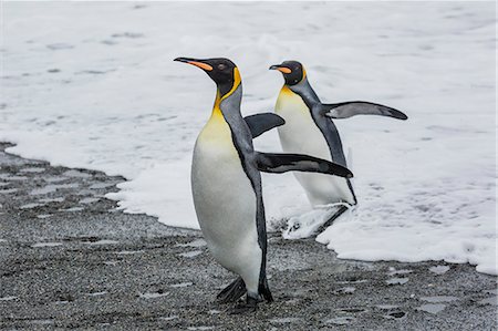 simsearch:6119-07781006,k - Adult king penguins (Aptenodytes patagonicus) returning from sea at St. Andrews Bay, South Georgia, Polar Regions Stock Photo - Premium Royalty-Free, Code: 6119-08351160