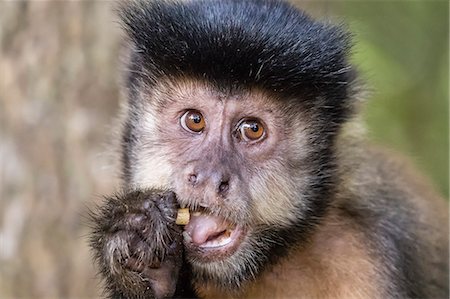 simsearch:6119-08351193,k - Adult black capuchin (Sapajus nigritus) head detail, Iguazu Falls National Park, Misiones, Argentina, South America Foto de stock - Sin royalties Premium, Código: 6119-08351174