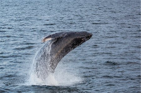 Humpback whale (Megaptera novaeangliae) breaching off Gwaii Haanas, Haida Gwaii, British Columbia, Canada, North America Photographie de stock - Premium Libres de Droits, Code: 6119-08351180