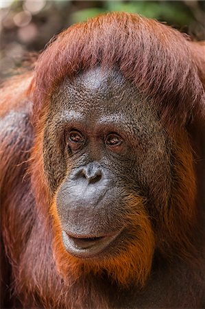 simsearch:841-09135148,k - Reintroduced female orangutan (Pongo pygmaeus), Camp Leakey, Tanjung Puting National Park, Borneo, Indonesia, Southeast Asia, Asia Photographie de stock - Premium Libres de Droits, Code: 6119-08351193