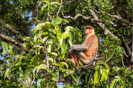 simsearch:6119-09156515,k - Adult male proboscis monkey (Nasalis larvatus), endemic to Borneo, Tanjung Puting National Park, Borneo, Indonesia, Southeast Asia, Asia Photographie de stock - Premium Libres de Droits, Code: 6119-08351195