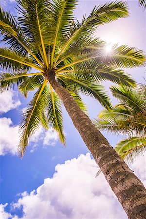 simsearch:6119-09127130,k - Palm tree in Titikaveka, Rarotonga, Cook Islands, South Pacific Ocean, Pacific Photographie de stock - Premium Libres de Droits, Code: 6119-08351125