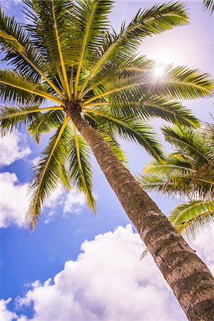 rarotonga - Palm tree in Titikaveka, Rarotonga, Cook Islands, South Pacific Ocean, Pacific Photographie de stock - Premium Libres de Droits, Code: 6119-08351125