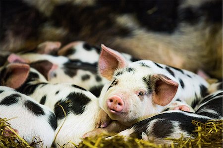 front view of a pig - Piglets in Gloucestershire, England, United Kingdom, Europe Stock Photo - Premium Royalty-Free, Code: 6119-08351245