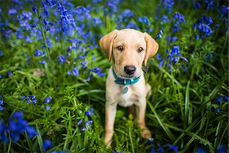 Labrador in bluebells, Oxfordshire, England, United Kingdom, Europe Photographie de stock - Premium Libres de Droits, Code: 6119-08351270