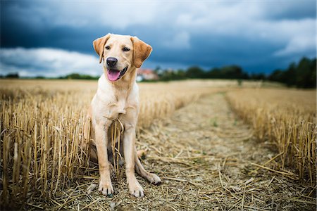 Labrador in field, Oxfordshire, England, United Kingdom, Europe Stockbilder - Premium RF Lizenzfrei, Bildnummer: 6119-08351272