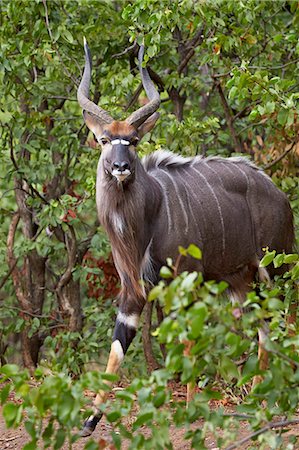 parc national kruger - Nyala (Tragelaphus angasii) buck, Kruger National Park, South Africa, Africa Photographie de stock - Premium Libres de Droits, Code: 6119-08351298