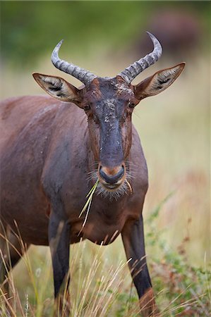 damaliscus korrigum - Topi (Tsessebe) (Damaliscus lunatus) eating, Kruger National Park, South Africa, Africa Photographie de stock - Premium Libres de Droits, Code: 6119-08351306