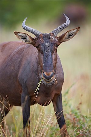 simsearch:6119-09101869,k - Topi (Tsessebe) (Damaliscus lunatus) eating, Kruger National Park, South Africa, Africa Stock Photo - Premium Royalty-Free, Code: 6119-08351306