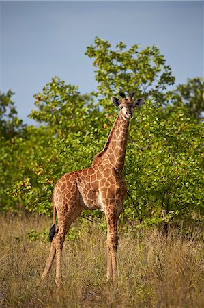 simsearch:6119-08351313,k - Juvenile Cape giraffe (Giraffa camelopardalis giraffa), Kruger National Park, South Africa, Africa Stock Photo - Premium Royalty-Free, Code: 6119-08351314