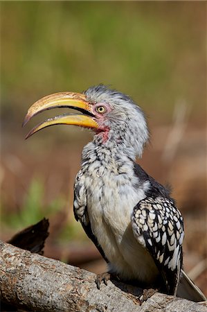 simsearch:6119-08351193,k - Southern yellow-billed hornbill (Tockus leucomelas), Kruger National Park, South Africa, Africa Foto de stock - Sin royalties Premium, Código: 6119-08351320