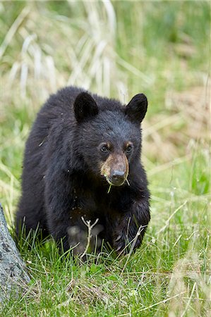 simsearch:841-08729632,k - Black bear (Ursus americanus), second year cub, Yellowstone National Park, Wyoming, United States of America, North America Photographie de stock - Premium Libres de Droits, Code: 6119-08351333